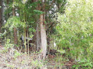 画像に含まれている可能性があるもの:木、屋外